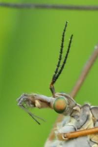<i>Tipula vernalis</i>