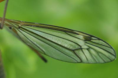 <i>Tipula vernalis</i>