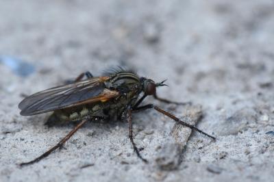 Empis marqueté