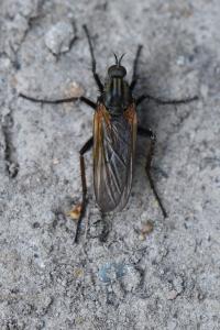 Empis marqueté