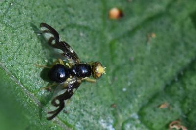 <i>Euleia heraclei</i>
