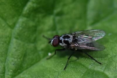 <i>Anthomyia procellaris</i>