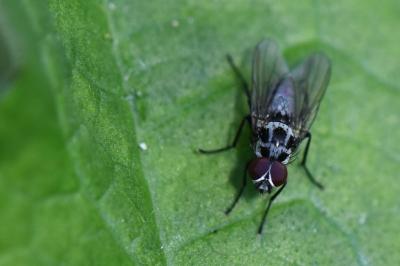 <i>Anthomyia procellaris</i>