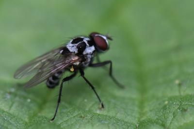 Anthomyia procellaris