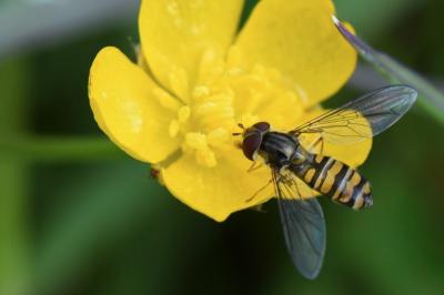 <i>Episyrphus balteatus</i>
