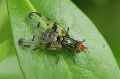 <i>Otites porcus</i>