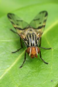 <i>Otites porcus</i>
