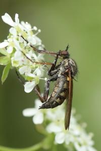 Empis marqueté