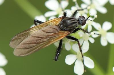 Empis marqueté