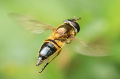 <i>Epistrophe eligans</i>