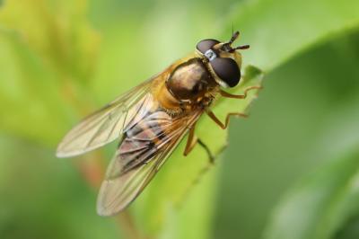<i>Epistrophe eligans</i>