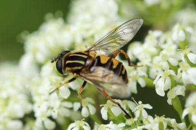 <i>Helophilus pendulus</i>