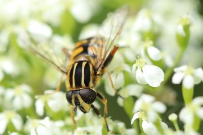 <i>Helophilus pendulus</i>
