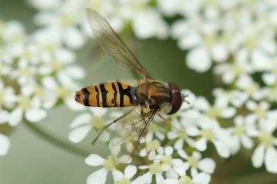 <i>Episyrphus balteatus</i>