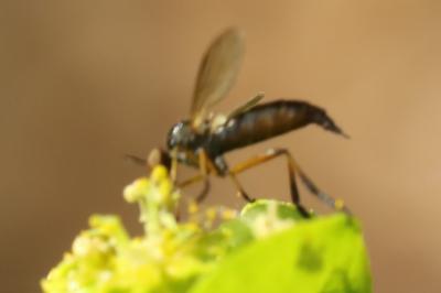 <i>Empis nigritarsis</i>