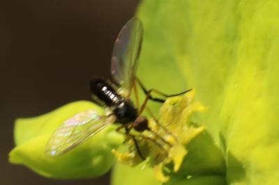 <i>Empis nigritarsis</i>