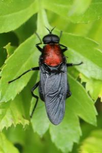 <i>Clitellaria ephippium</i>