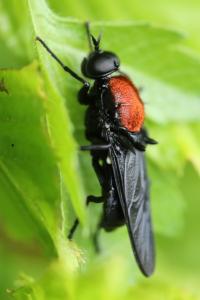 <i>Clitellaria ephippium</i>