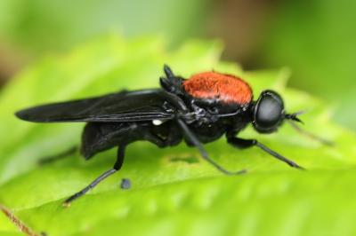 <i>Clitellaria ephippium</i>
