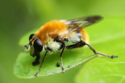 <i>Criorhina floccosa</i>