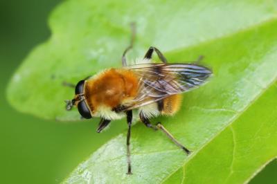<i>Criorhina floccosa</i>