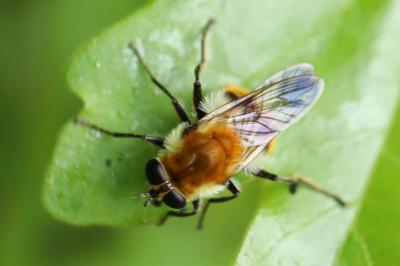 <i>Criorhina floccosa</i>