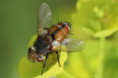 <i>Gonia vacua</i>