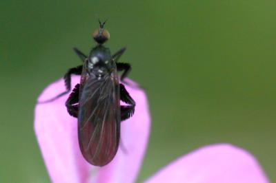 <i>Empis pennipes</i>