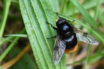 <i>Volucella bombylans</i>