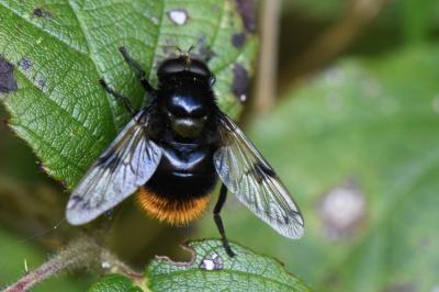 <i>Volucella bombylans</i>