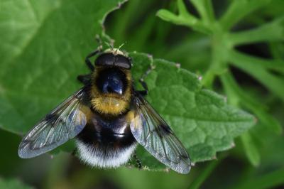 <i>Volucella bombylans</i>