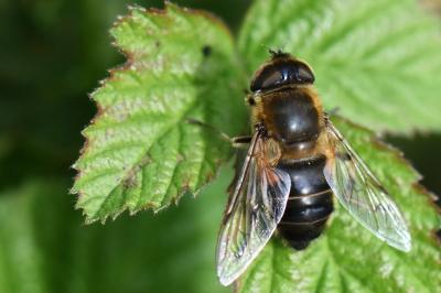 <i>Eristalis similis</i>