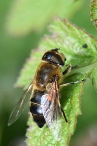 <i>Eristalis similis</i>