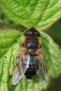 <i>Eristalis similis</i>