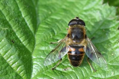 <i>Eristalis tenax</i>