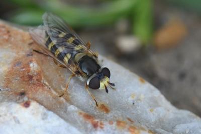 <i>Eupeodes corollae</i>