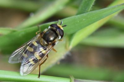 <i>Eupeodes corollae</i>