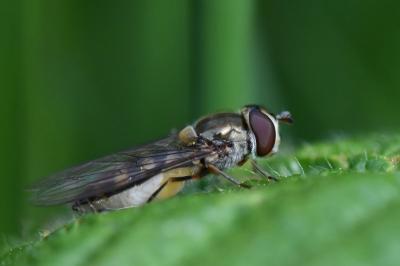 <i>Meliscaeva auricollis</i>