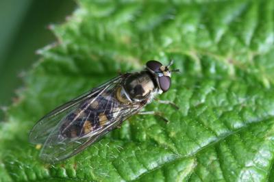 <i>Meliscaeva auricollis</i>