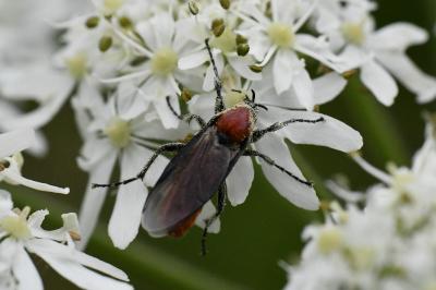 <i>Bibio hortulanus</i>