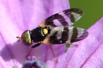 <i>Urophora quadrifasciata</i>