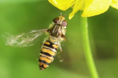 <i>Episyrphus balteatus</i>