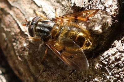 <i>Ferdinandea cuprea</i>