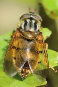 <i>Ferdinandea cuprea</i>
