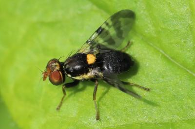 <i>Rhagoletis cerasi</i>