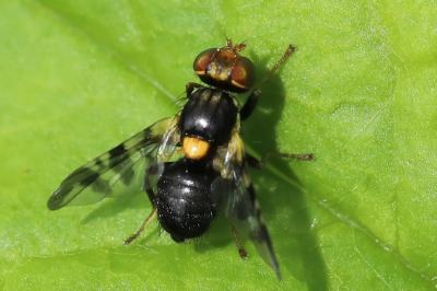 <i>Rhagoletis cerasi</i>