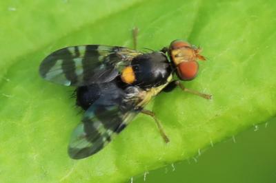 <i>Rhagoletis cerasi</i>