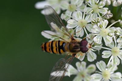 <i>Episyrphus balteatus</i>