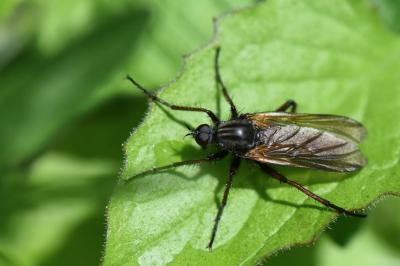 Empis marqueté