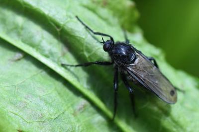 <i>Empis ciliata</i>